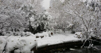 育才雪景