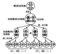 互補基因-雞冠說明