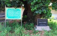 千年香荔樹