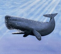 抹香鯨