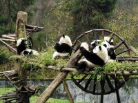 大熊貓棲息地