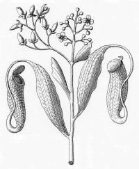 1696年普拉肯內特繪出的滴液豬籠草插圖