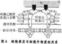 細胞表面