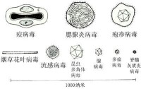 水泡性口炎病毒