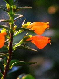 金魚花[旋花科金魚花屬]