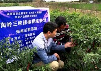 “陶嶺三味辣椒”海南三亞南繁試驗基地提純和試驗種植