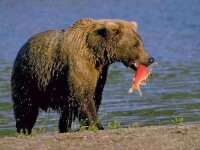 黑熊的視色素系統“抓紅魚”