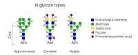 酵母和哺乳動物細胞中最終的N-糖結構