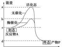 活化分子