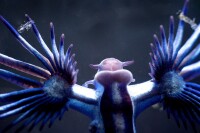 大西洋海神海蛞蝓的頭部及露鰓