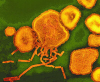 仙台病毒彩色電子投射顯微圖