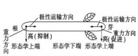 極性運輸