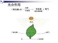 光合作用產物