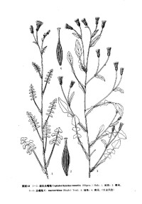 頭嘴菊(圖1)