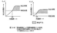 光補償點