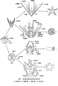 輻射對稱動物