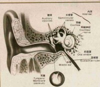 聲震性耳聾