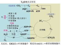 細胞形