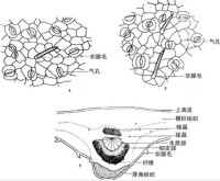 晶鞘纖維