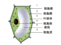 葉綠體