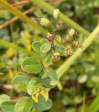 植物-鐵包金(圖2)