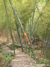 白雲山[浙江省台州市白雲山]