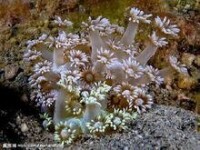 軟珊瑚