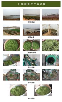 日照綠茶生產全過程