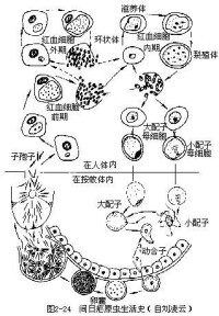 孢子綱