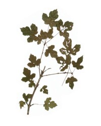 羊角槭