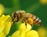 蜜蜂正在採集野桂花蜜