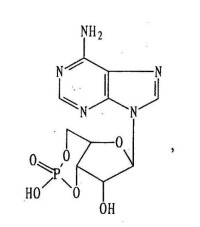 環磷腺苷結構式