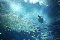 大洗町水族館