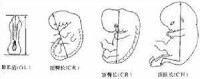 胚胎長度測量