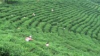 眉茶生產基地