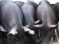 北京黑豬