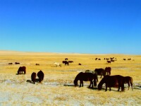 內蒙古草原映像