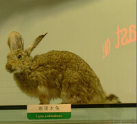 塔里木兔