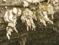生物岩溶形態