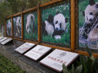 成都大熊貓教育研究基地