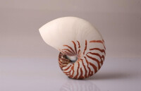 鸚鵡螺