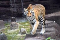 黑龍江森林動物園