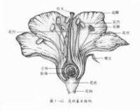 花的結構