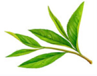 tea-leaf，茶葉