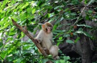 太行山獼猴自然保護區