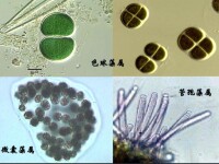 微囊藻素