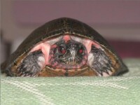 成年雄性眼斑水龜