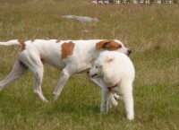 波音達獵犬