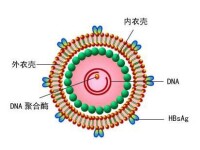 乙型肝炎病毒相關性腎炎病毒