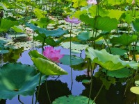 廈門蓮花國家森林公園